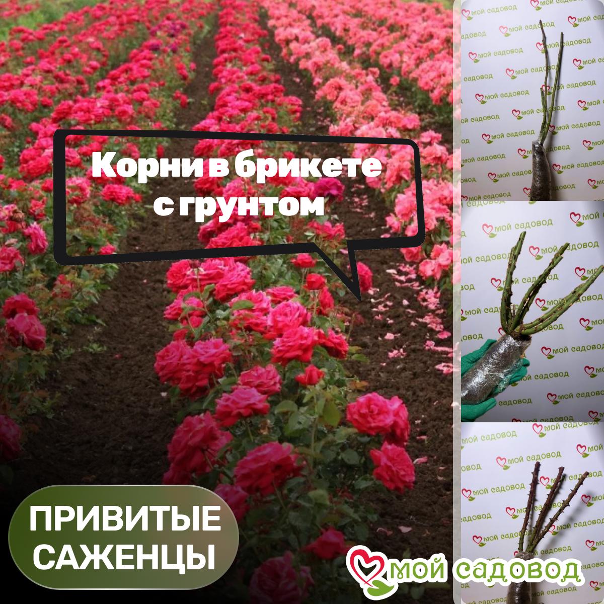 Роза Минерва