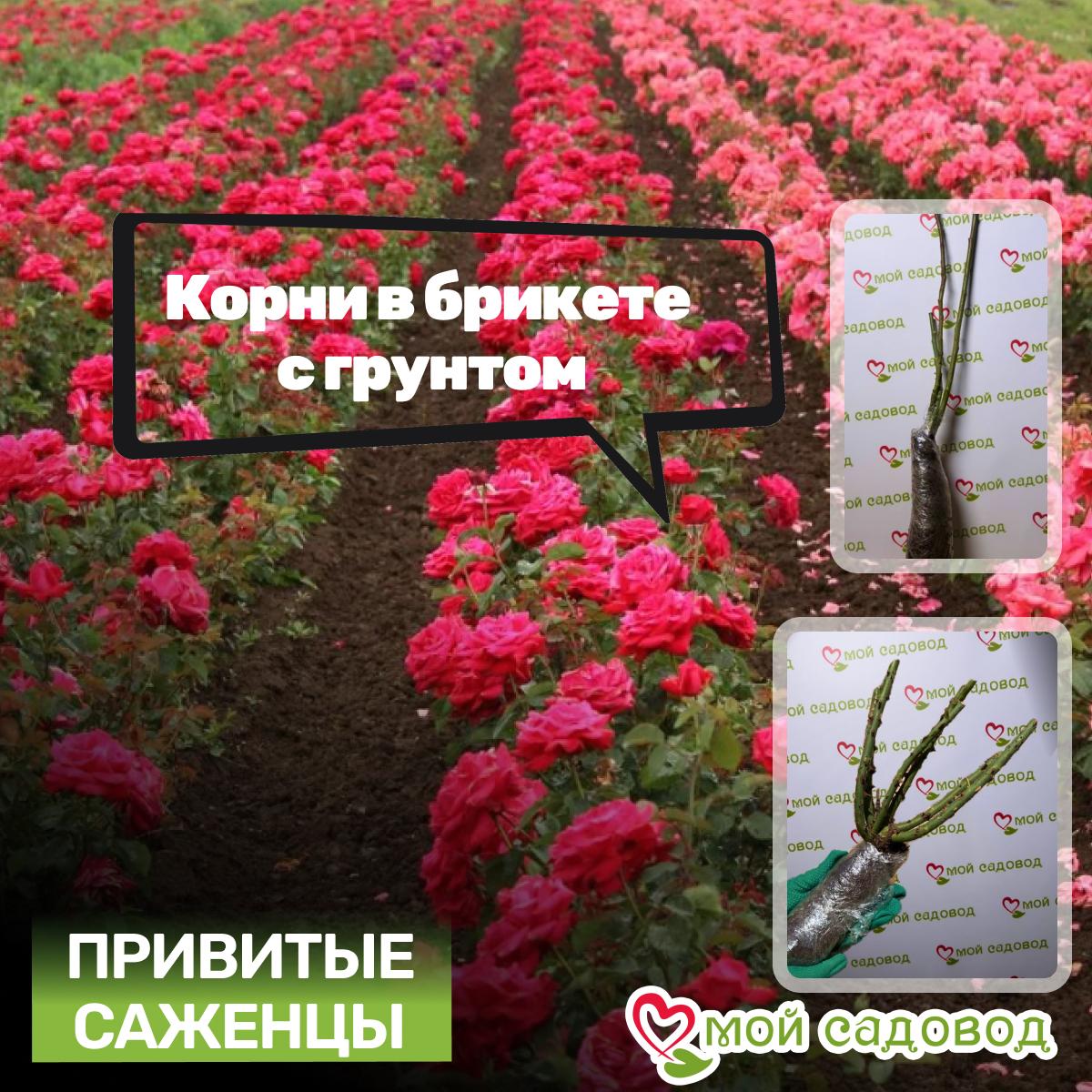 Роза Френдли