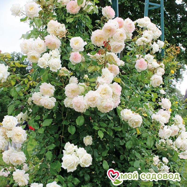 Роза Аляска