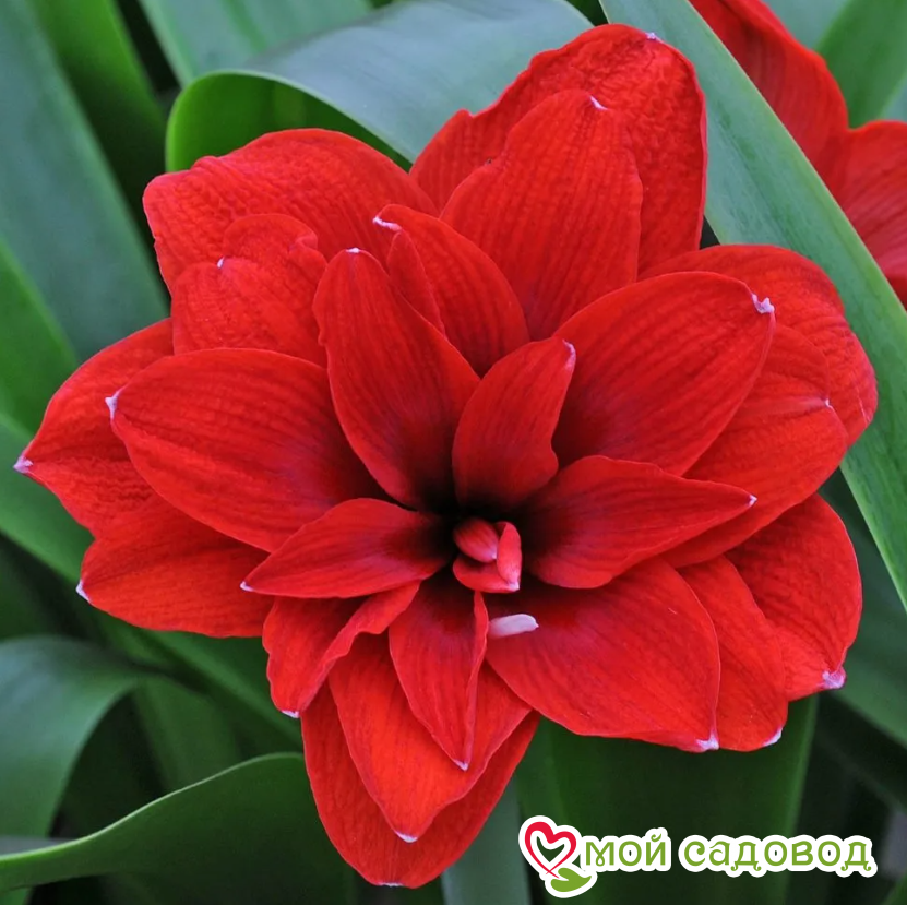 АМАРИЛЛИС МАХРОВЫЙ АМАРАНТИЯ