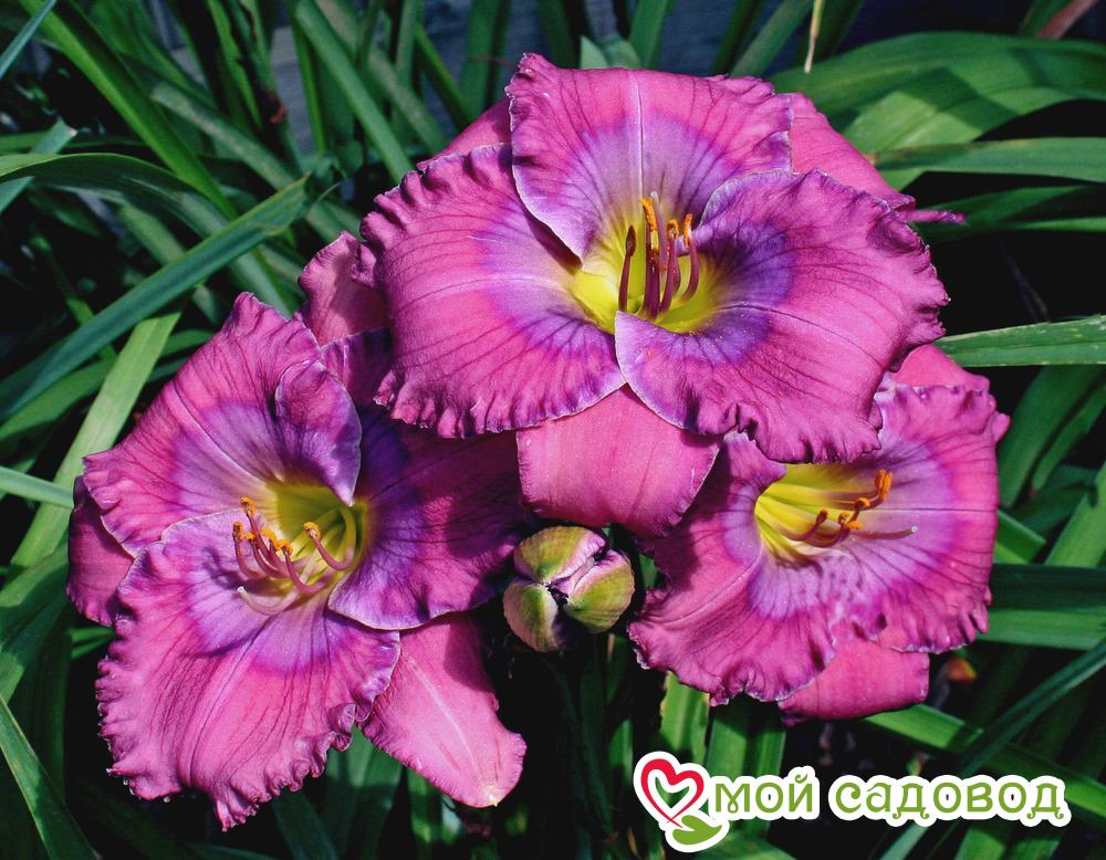 ЛИЛЕЙНИК ЛАВАНДЕР БЛЮ БЭБИ / LAVENDER BLUE BABY