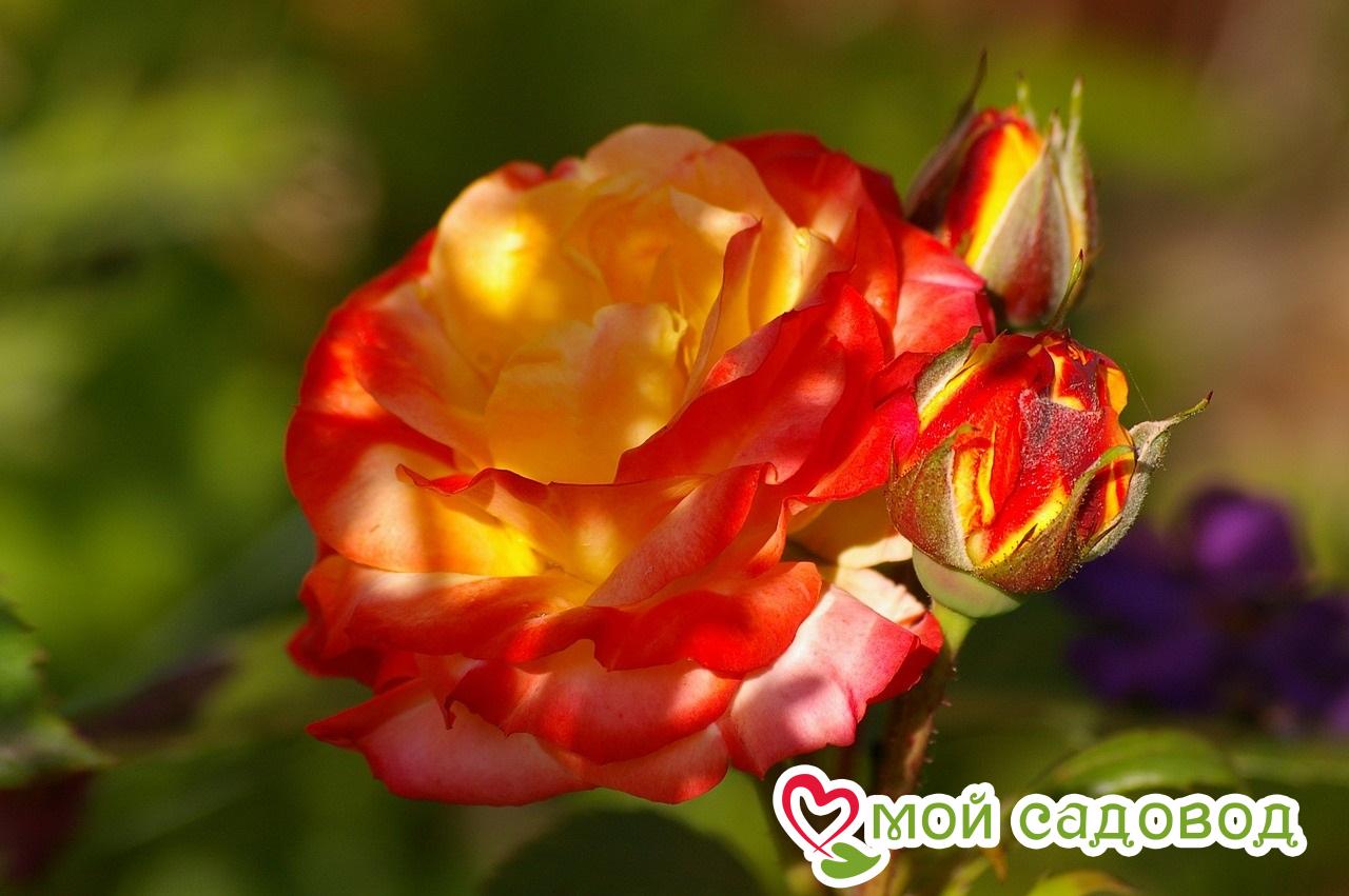 Роза флорибунда Румба