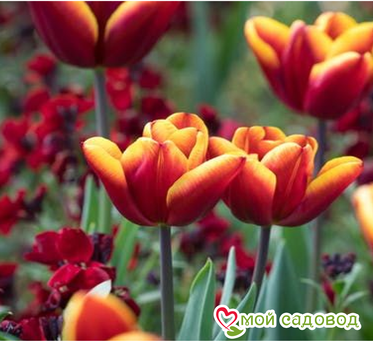 Тюльпан Блэк Фаер