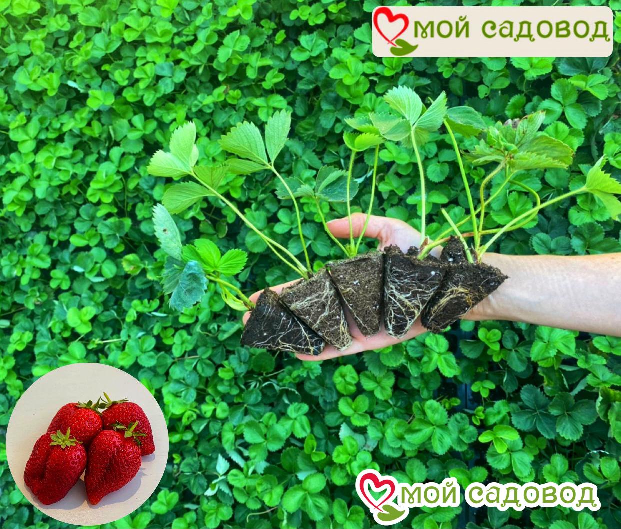 Клубника горшечная Алый Восторг